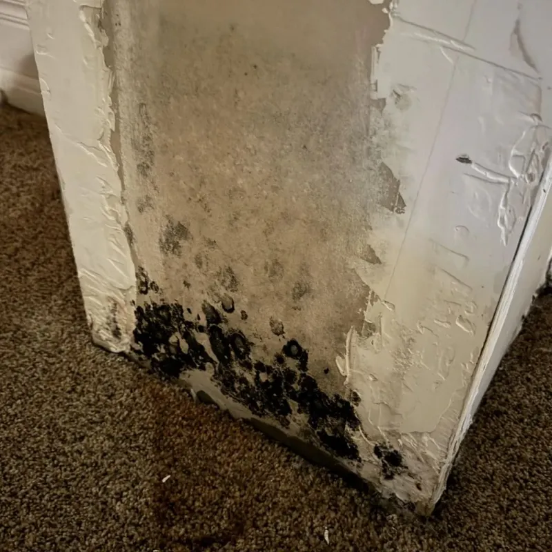 Professional Mold Removal in Mechanicsburg, OH